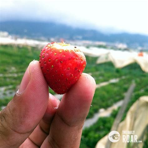 The Strawberry Farm and Sitio La Presa, Baguio City.